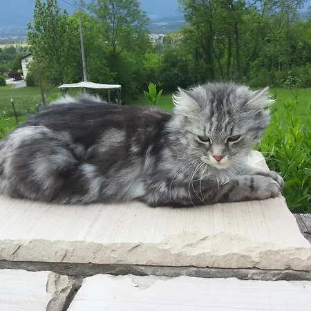 Lanterna Bed & Breakfast 3*